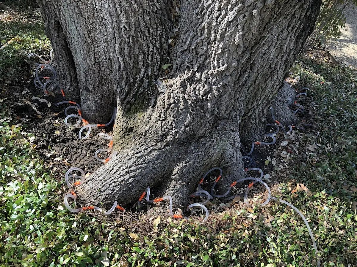 Detailed Tree Cabling and Bracing job site in Vine Grove