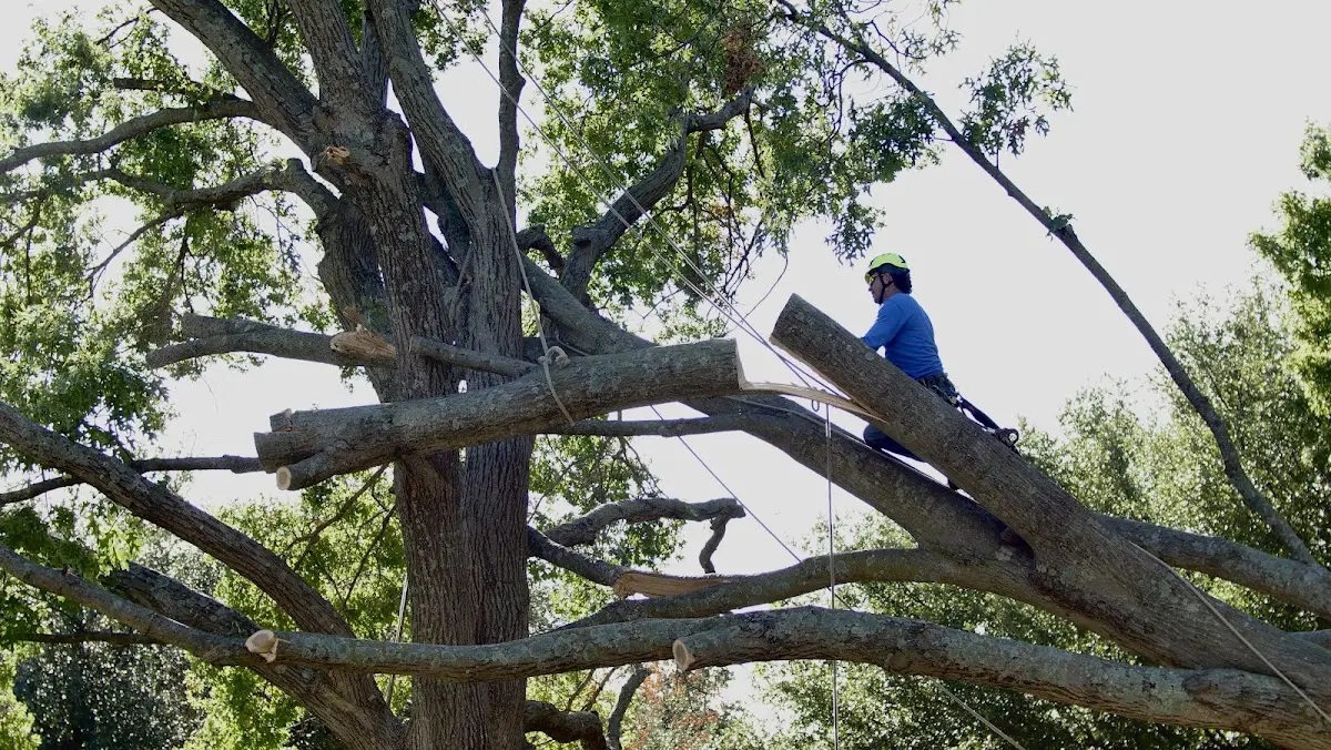 Professional Hazardous Tree Removal performed by certified arborists in Vine Grove