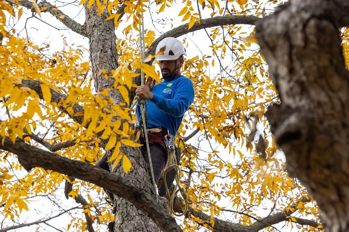Skilled Tree Planting crew working in Vine Grove