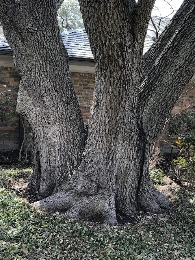 Mature heritage tree close to a Vine Grove property cared for by certified arborists